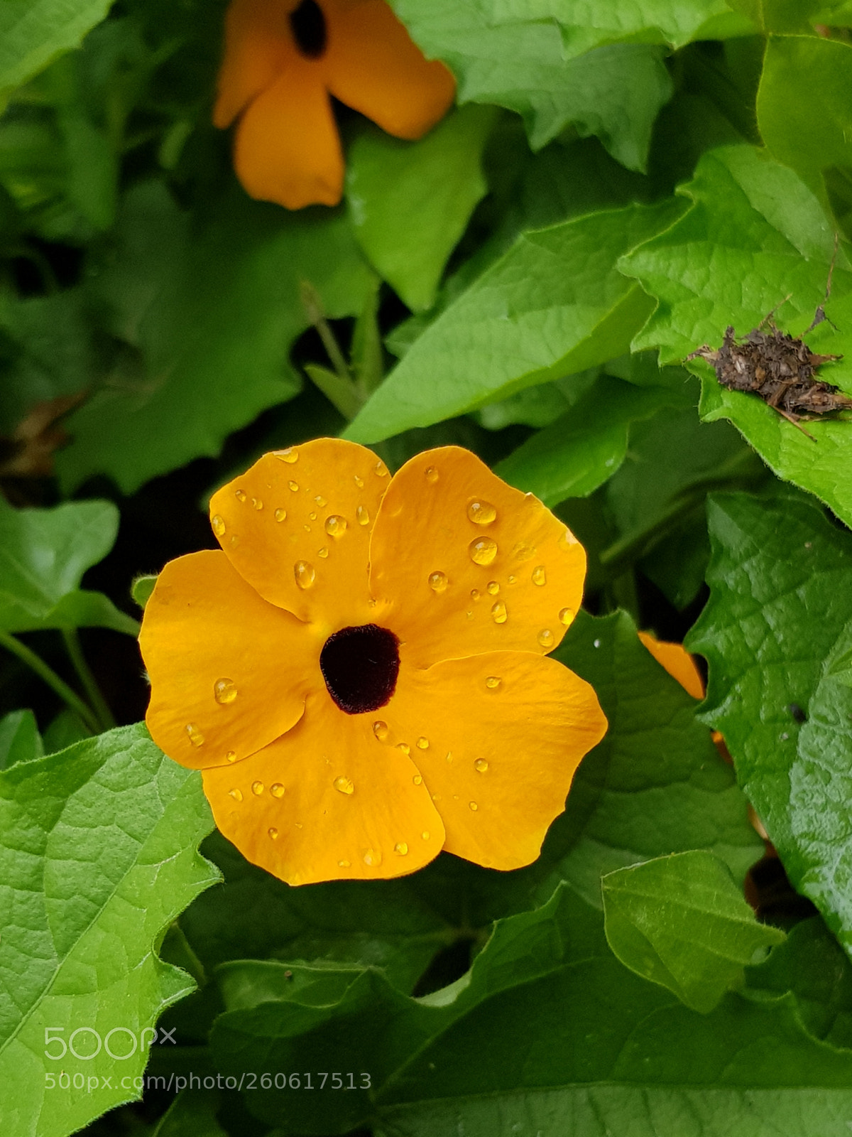 Samsung Galaxy S8 sample photo. Untitled photography