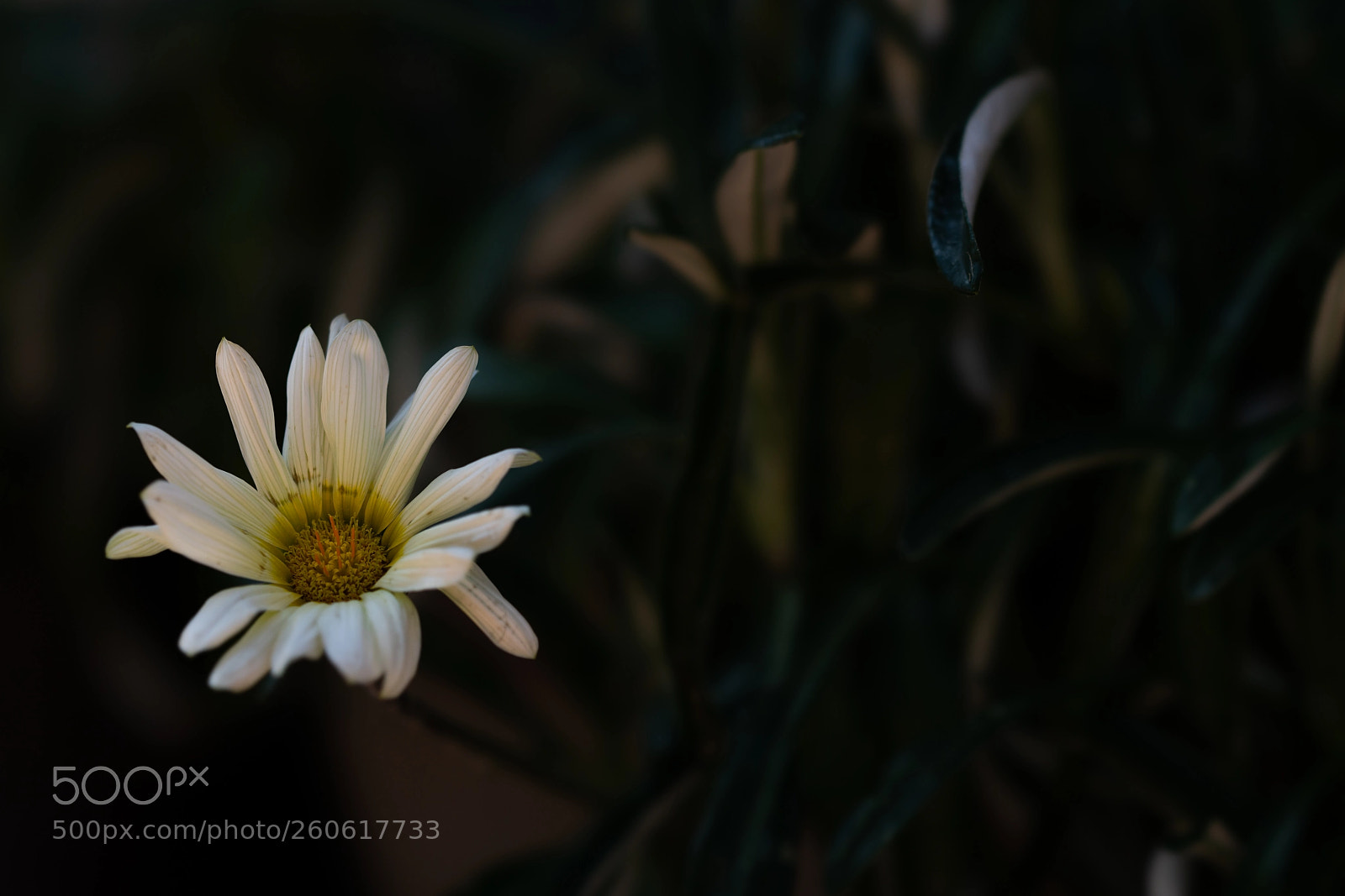 Sony a7R II sample photo. White flower photography