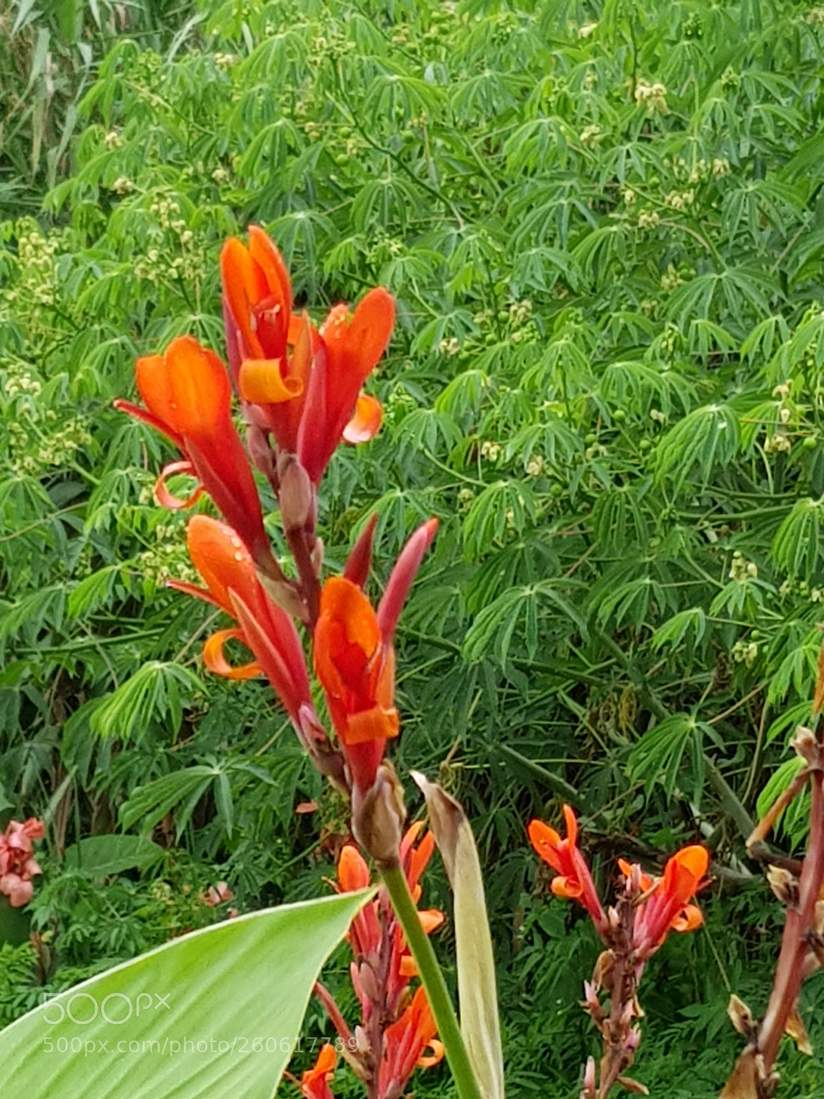 Samsung Galaxy S8 sample photo. Untitled photography