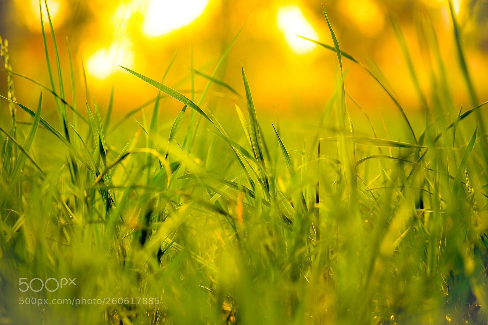 Nikon D3400 sample photo. Go green photography