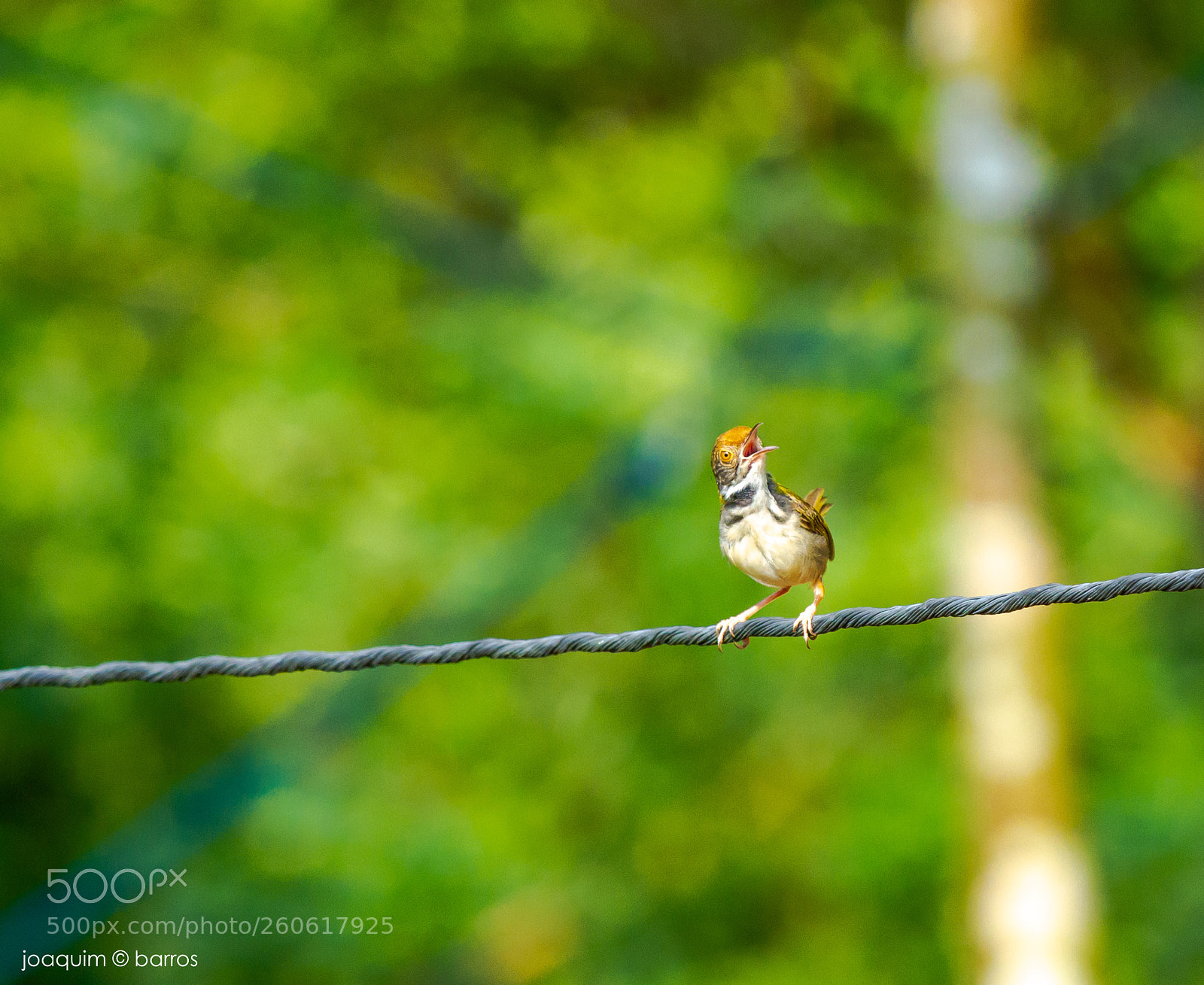 Canon EOS 7D sample photo. Morning singing photography