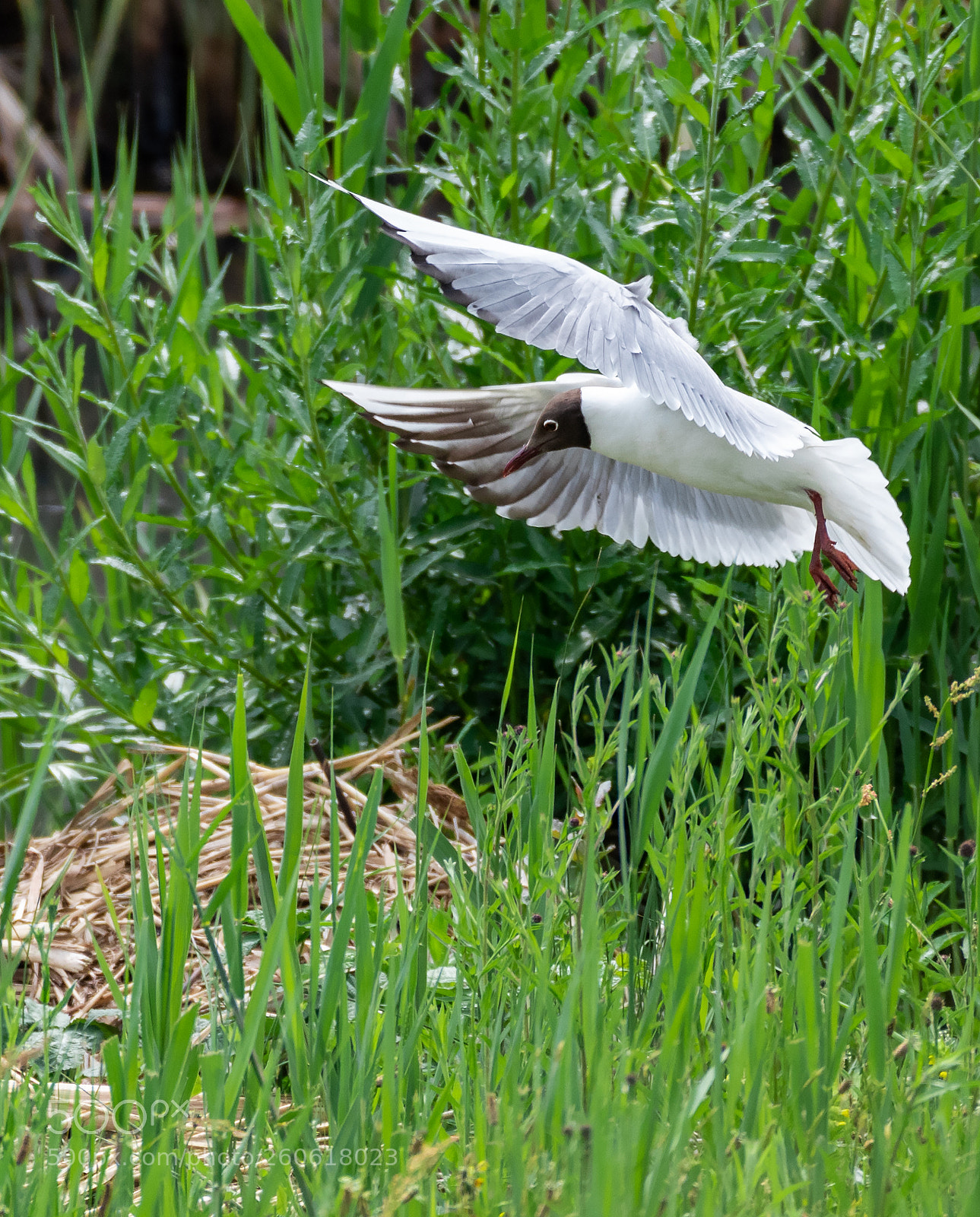 Nikon D750 sample photo. Untitled photography