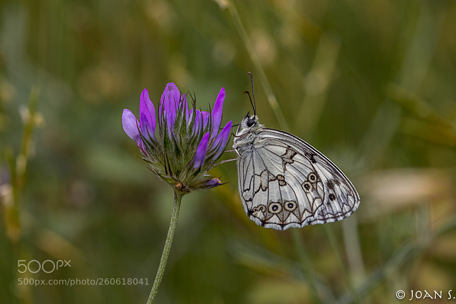 Canon EOS 80D sample photo. Melanargia occitania photography