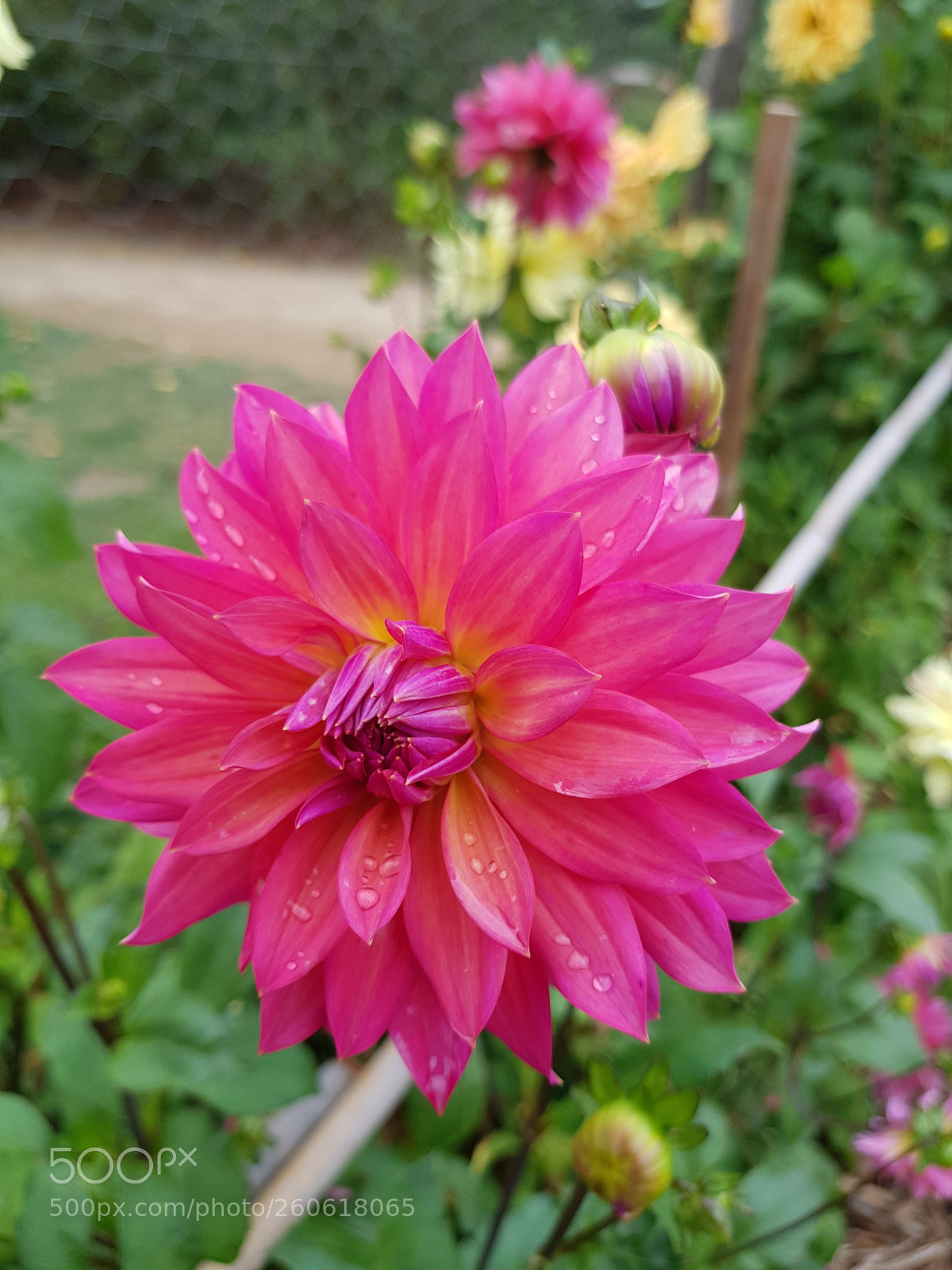 Samsung Galaxy S8 sample photo. Untitled photography