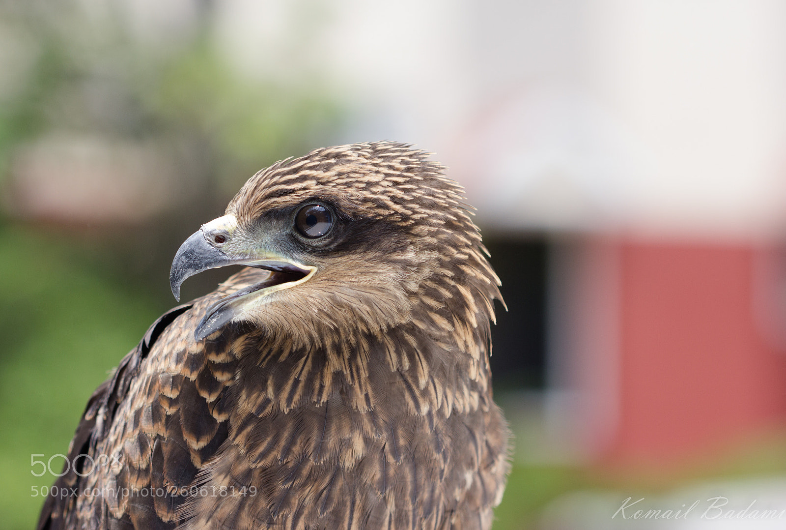 Canon EOS 60D sample photo. Eagle photography
