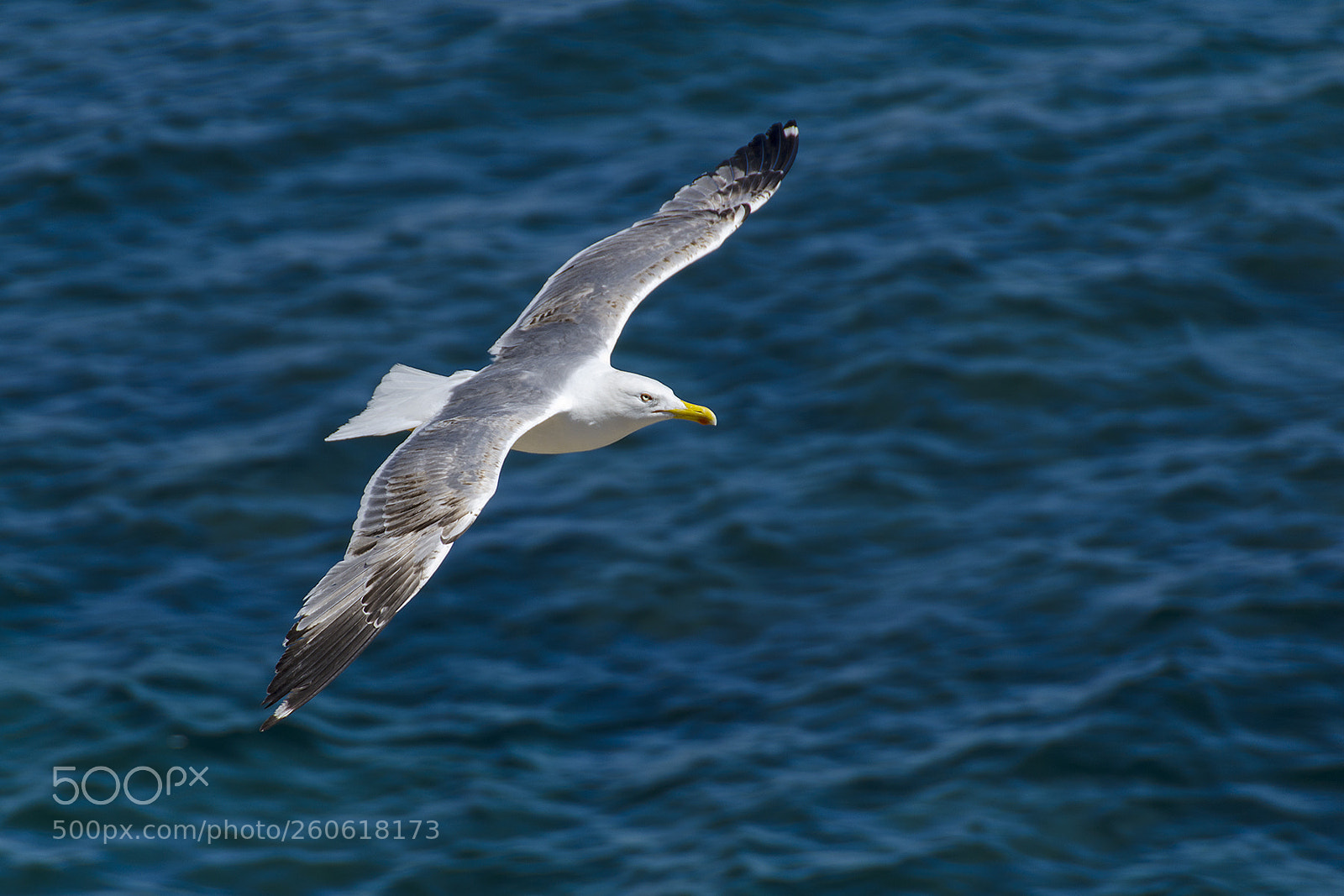 Nikon D7000 sample photo. Cádiz. gaviota patiamarilla photography