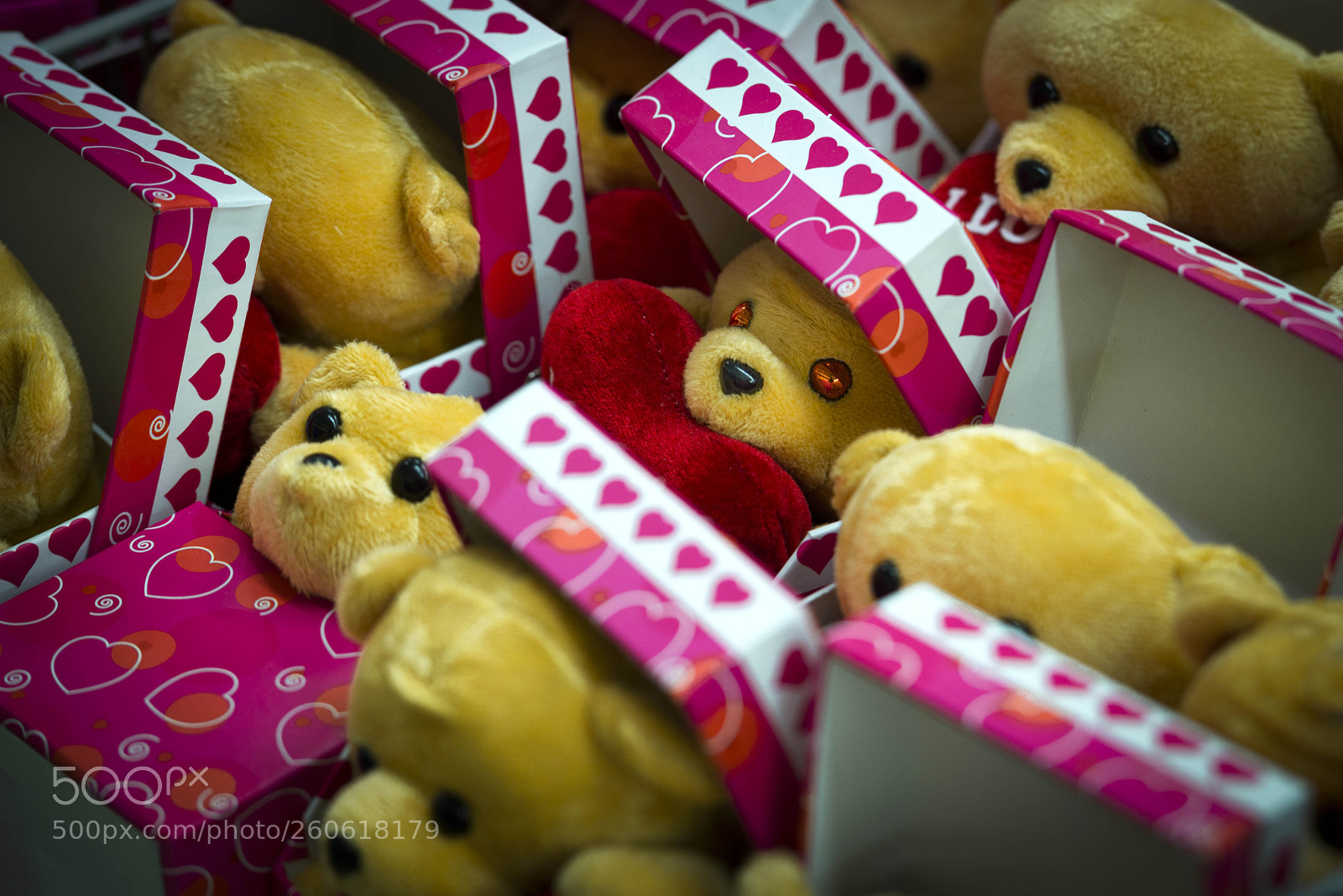 Nikon D600 sample photo. Some bady to love... photography