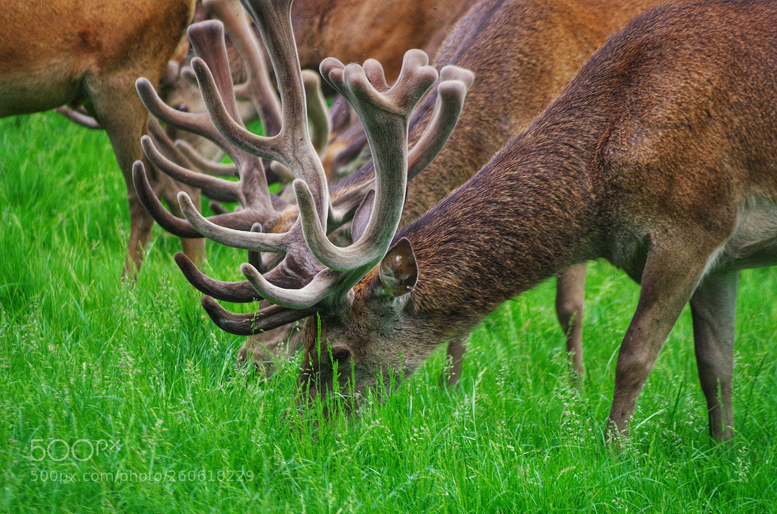Pentax K-50 sample photo. Richmond deer photography