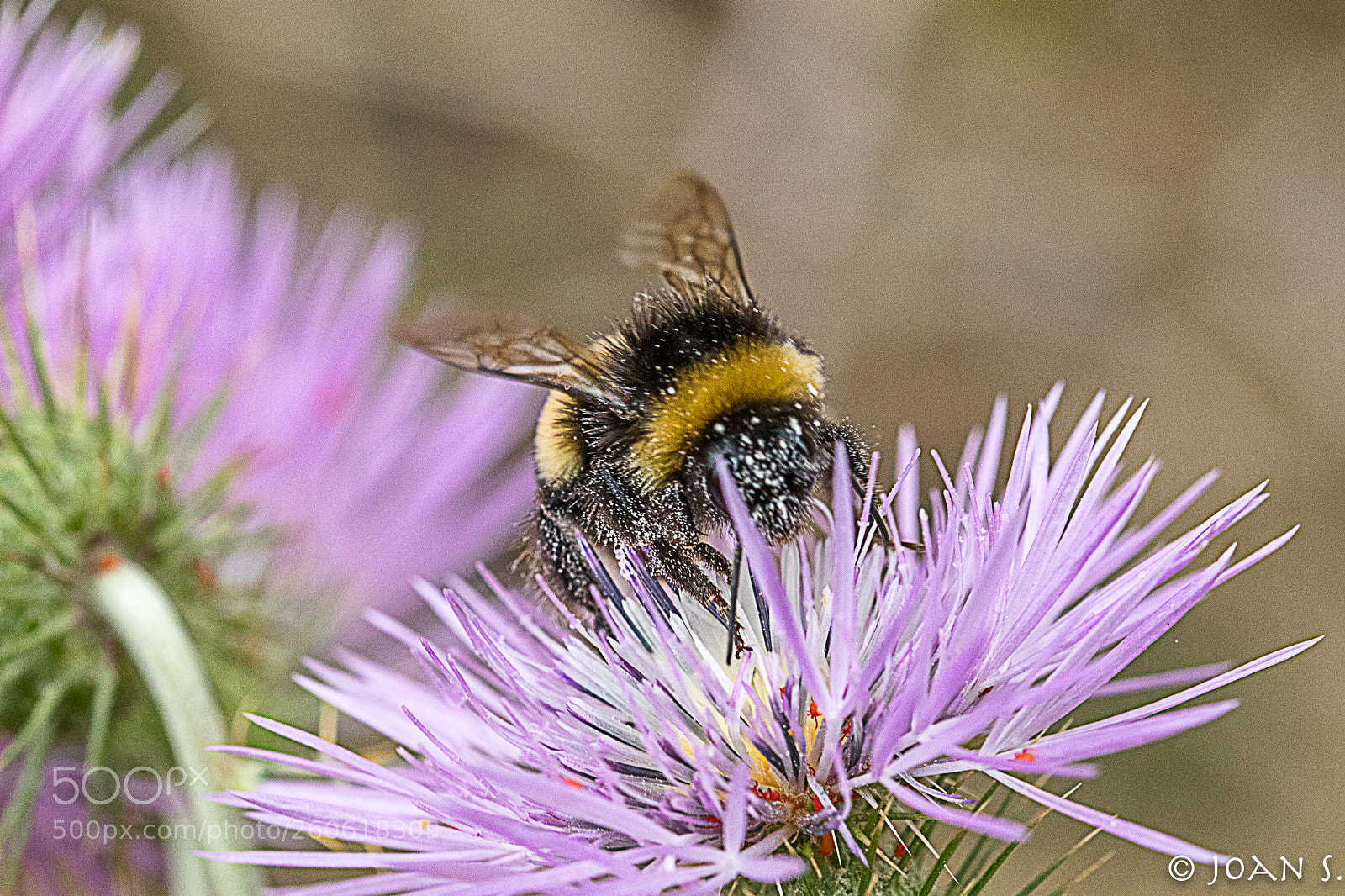 Canon EOS 80D sample photo. Bombus photography