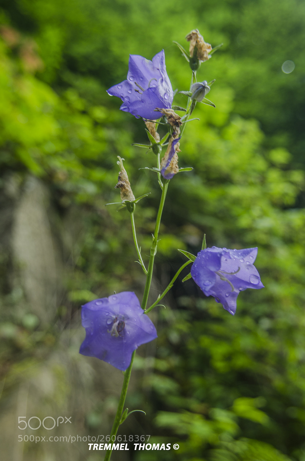 Nikon D5100 sample photo. Blue bells photography