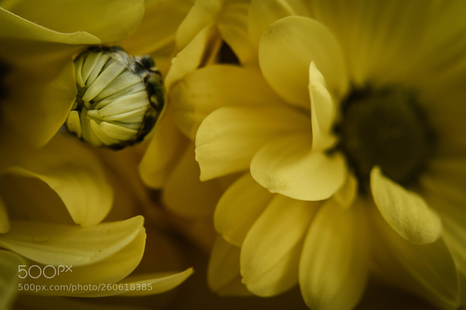 Nikon D5500 sample photo. F16 photography