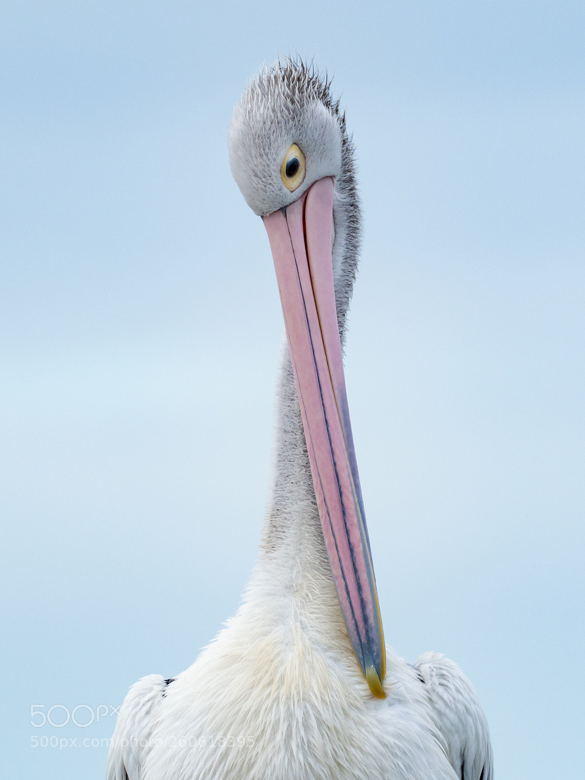 Olympus OM-D E-M1 Mark II sample photo. Pelicans on lake weyba photography
