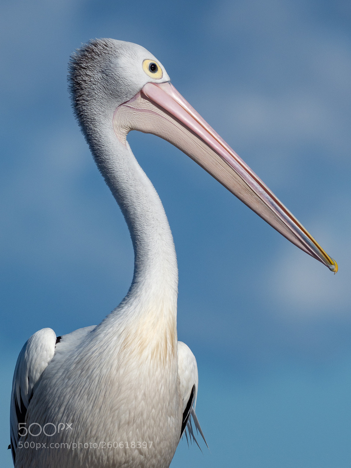 Olympus OM-D E-M1 Mark II sample photo. Pelicans on lake weyba photography