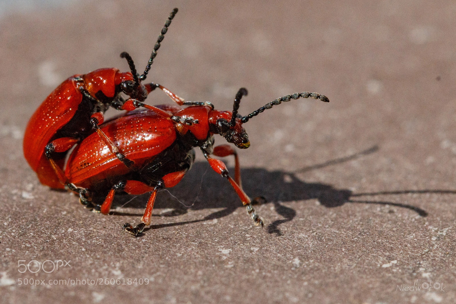 Canon EOS 70D sample photo. Red bugs photography