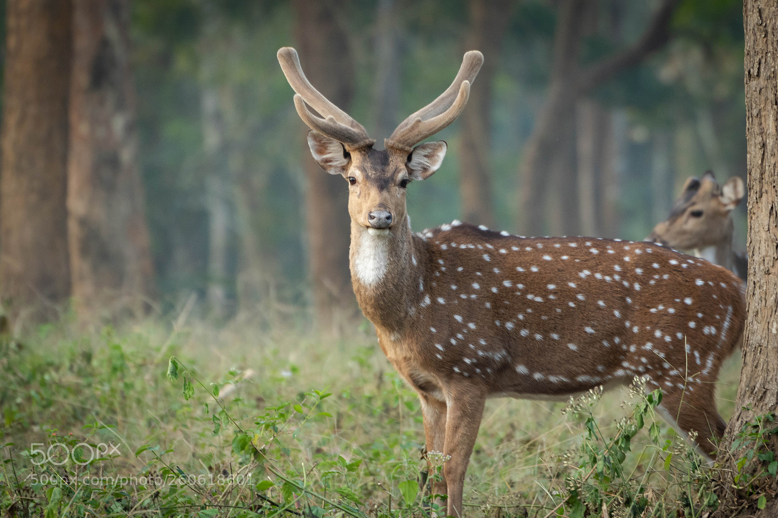 Canon EOS 7D Mark II sample photo. Don't stare at me.. photography