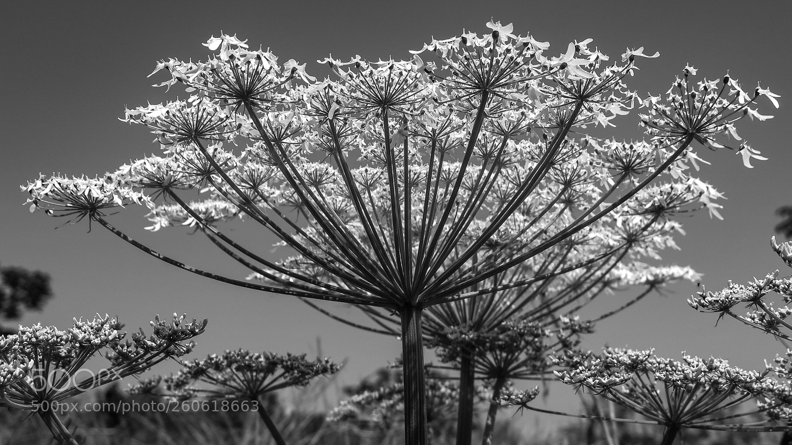 Canon PowerShot G16 sample photo. Flower b&w photography