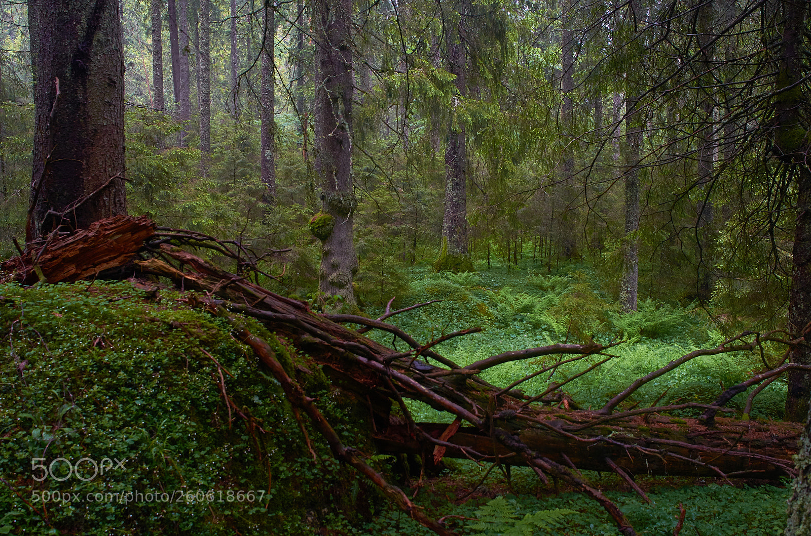 Nikon D7000 sample photo. After the storm photography