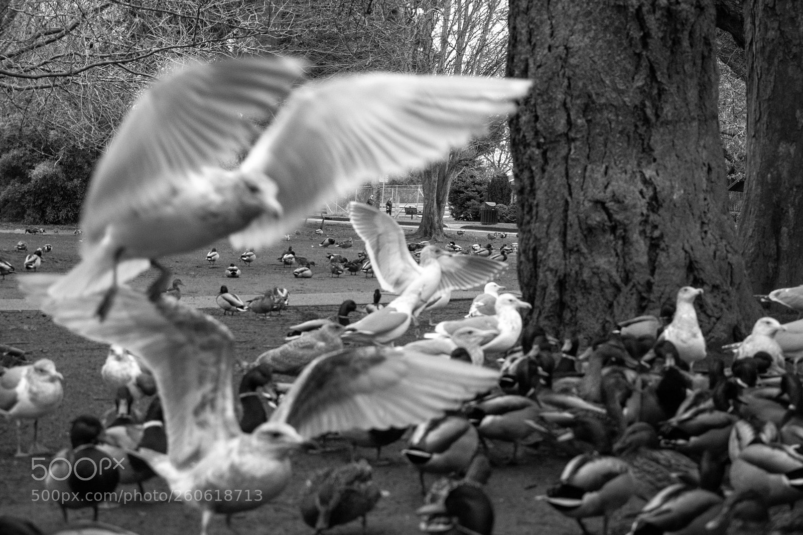 Nikon D7200 sample photo. The flying bird photography