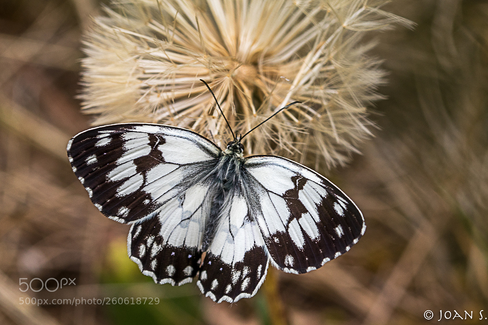 Canon EOS 80D sample photo. Melanargia lachesis photography