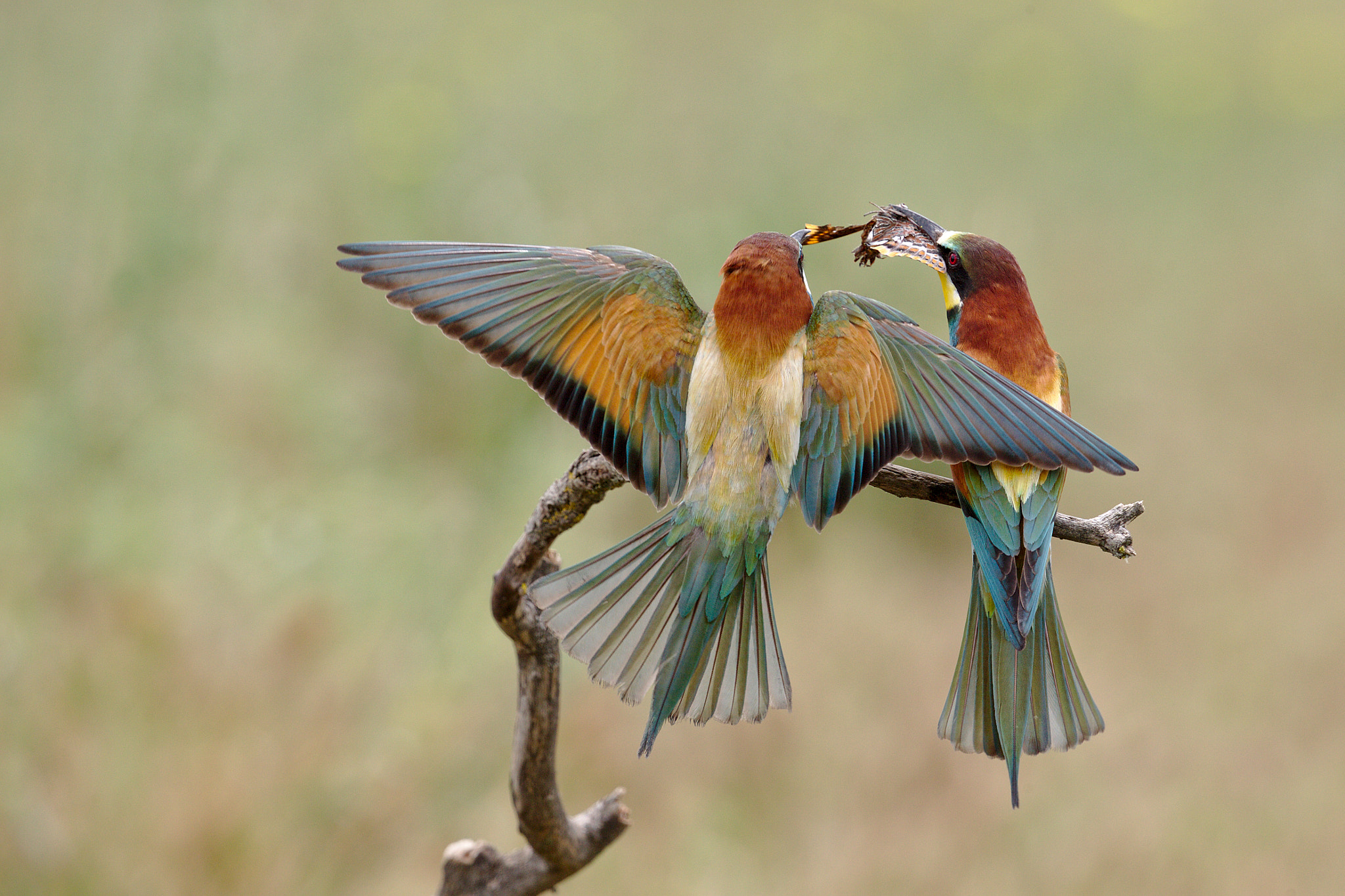 Canon EOS-1D X + Canon EF 300mm F2.8L IS II USM sample photo. Guêpiers d'europe photography