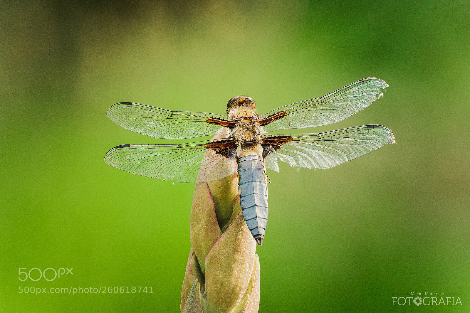 Nikon D7100 sample photo. Dragonfly photography