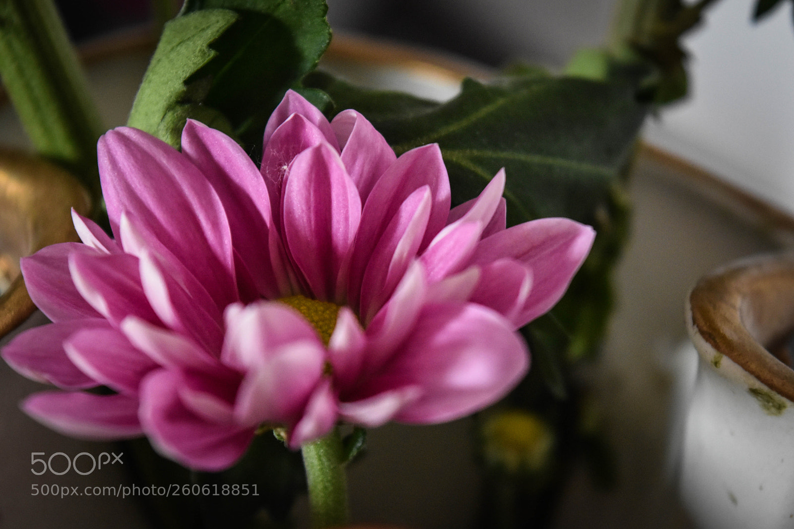 Nikon D5500 sample photo. F17 photography