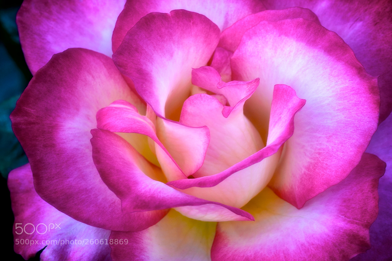 Nikon D750 sample photo. Delicate rose photography