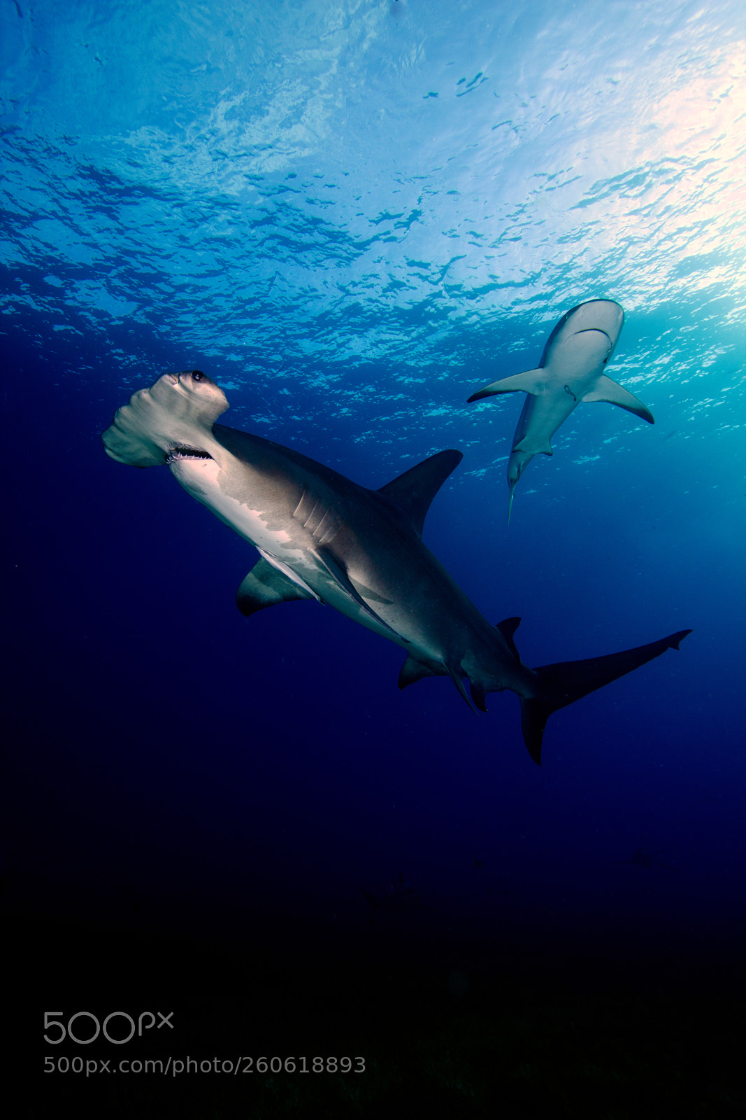 Canon EOS 550D (EOS Rebel T2i / EOS Kiss X4) sample photo. Shark crossing photography