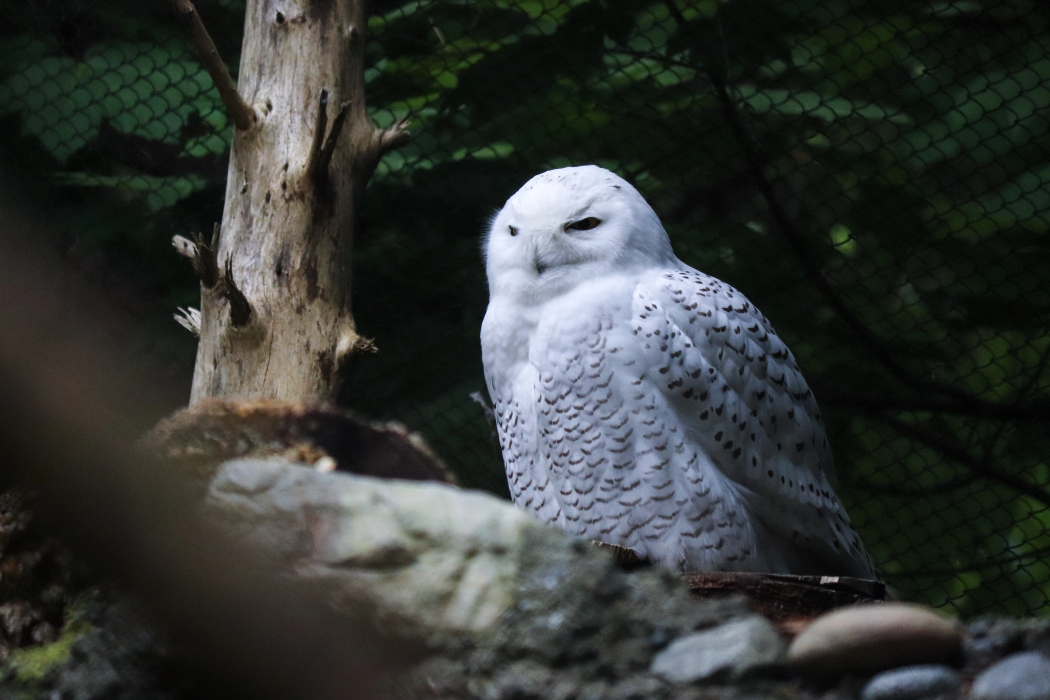 Canon EOS 200D (EOS Rebel SL2 / EOS Kiss X9) sample photo. Owl be your friend  photography