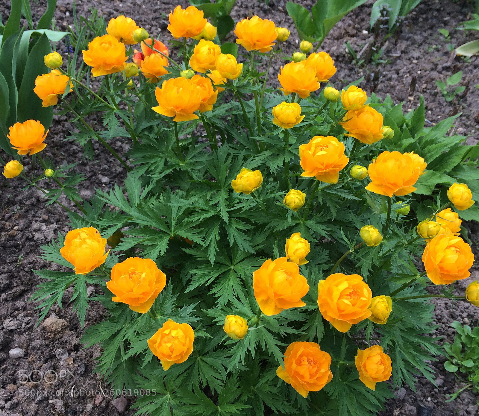 Apple iPhone 5s sample photo. Ranunculus asisticus  / Лютик азиатский photography