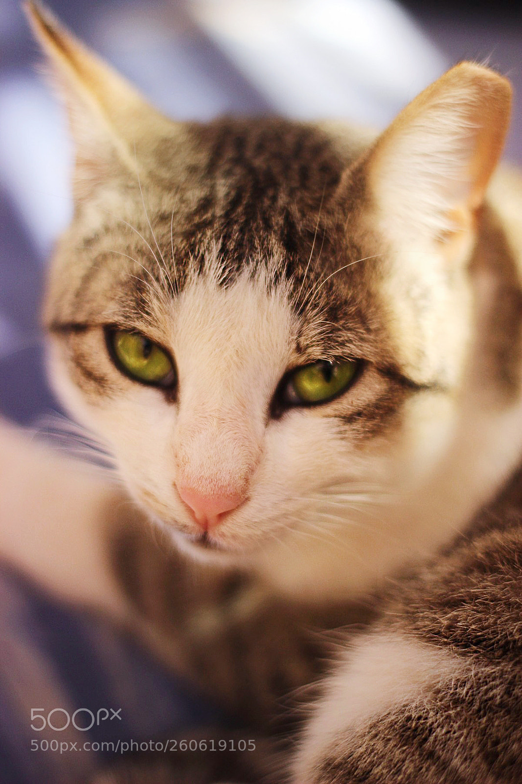 Canon EOS 600D (Rebel EOS T3i / EOS Kiss X5) sample photo. Cat photography