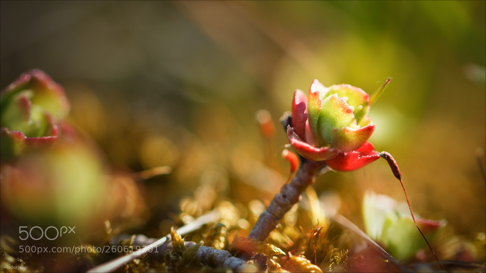 Canon EOS 70D sample photo. Liaison photography