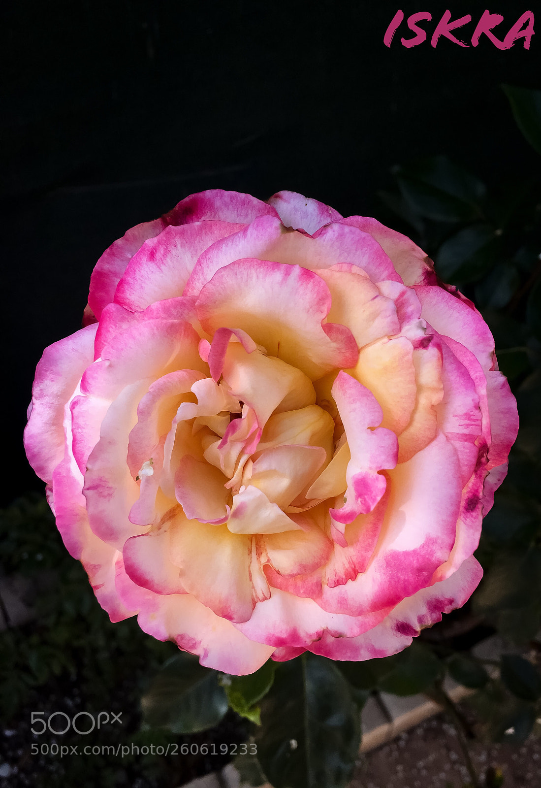 Apple iPhone 6s Plus sample photo. ? photography