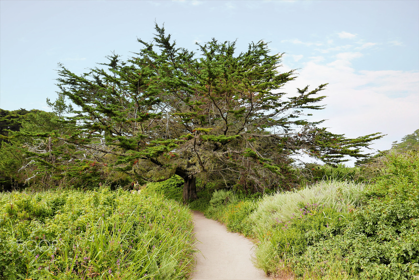 Leica D-Lux (Typ 109) sample photo. Cypress tree photography