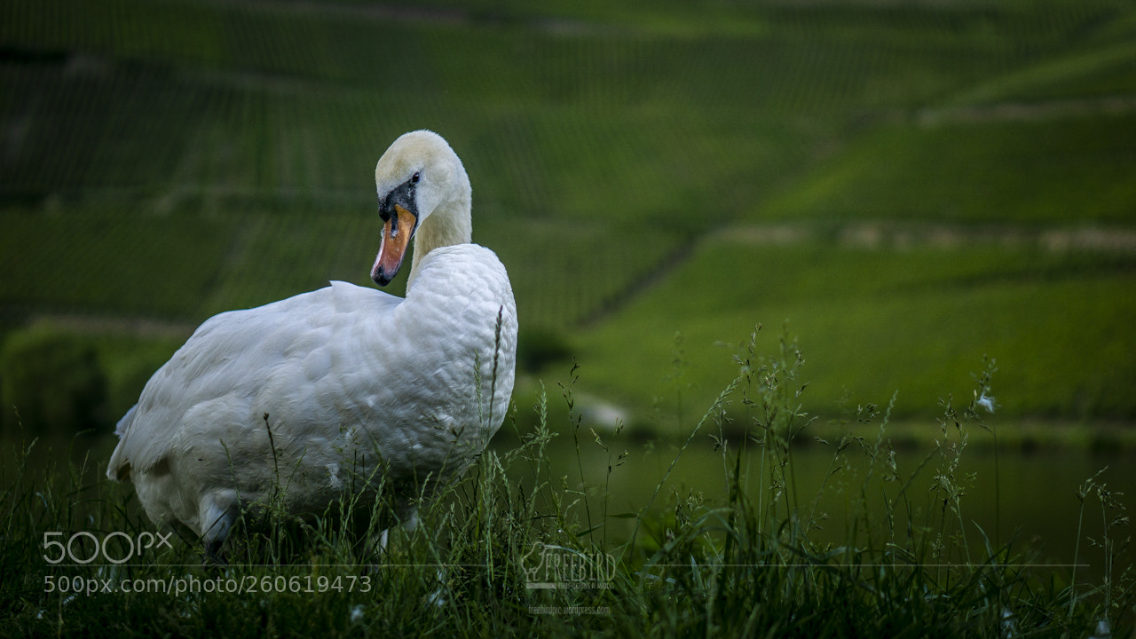 Sony a6000 sample photo. Hello mr. swan photography