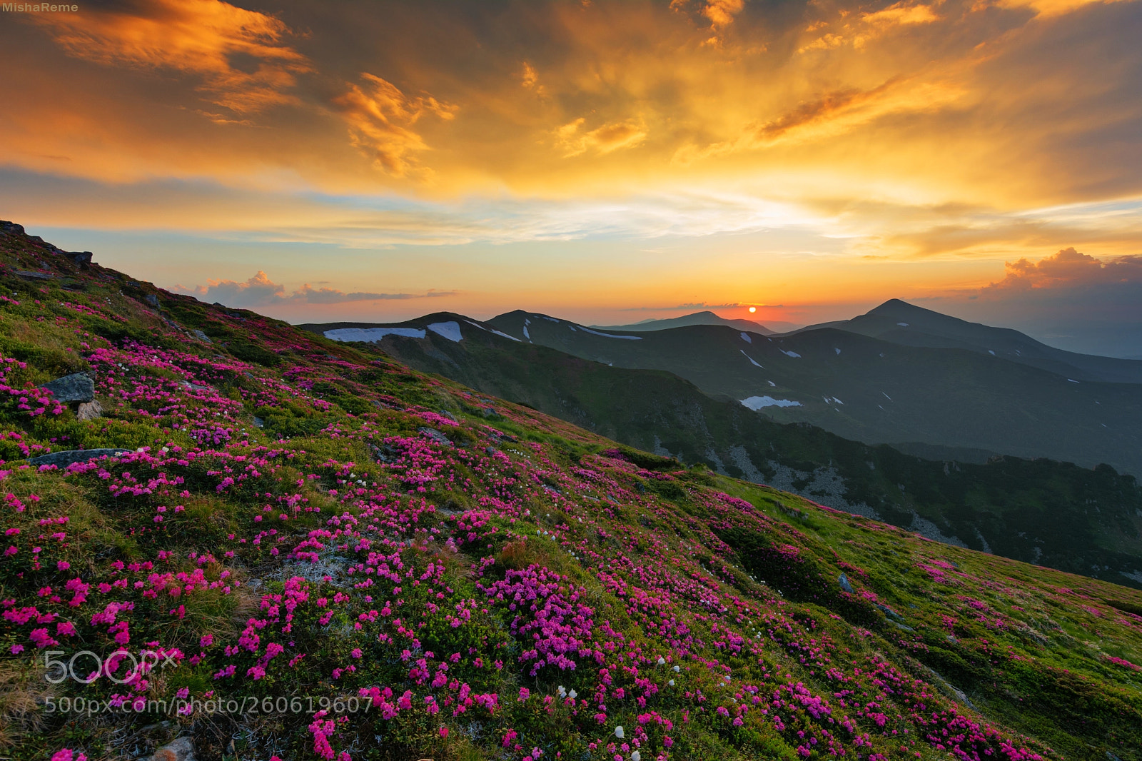 Nikon D7100 sample photo. Flowers in the mountains photography