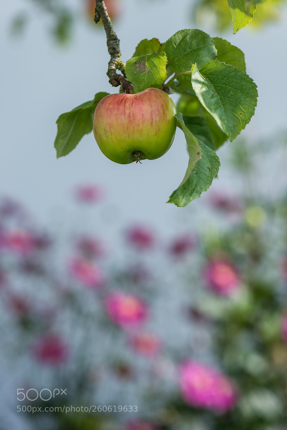 Nikon D610 sample photo. Appel with flowers photography