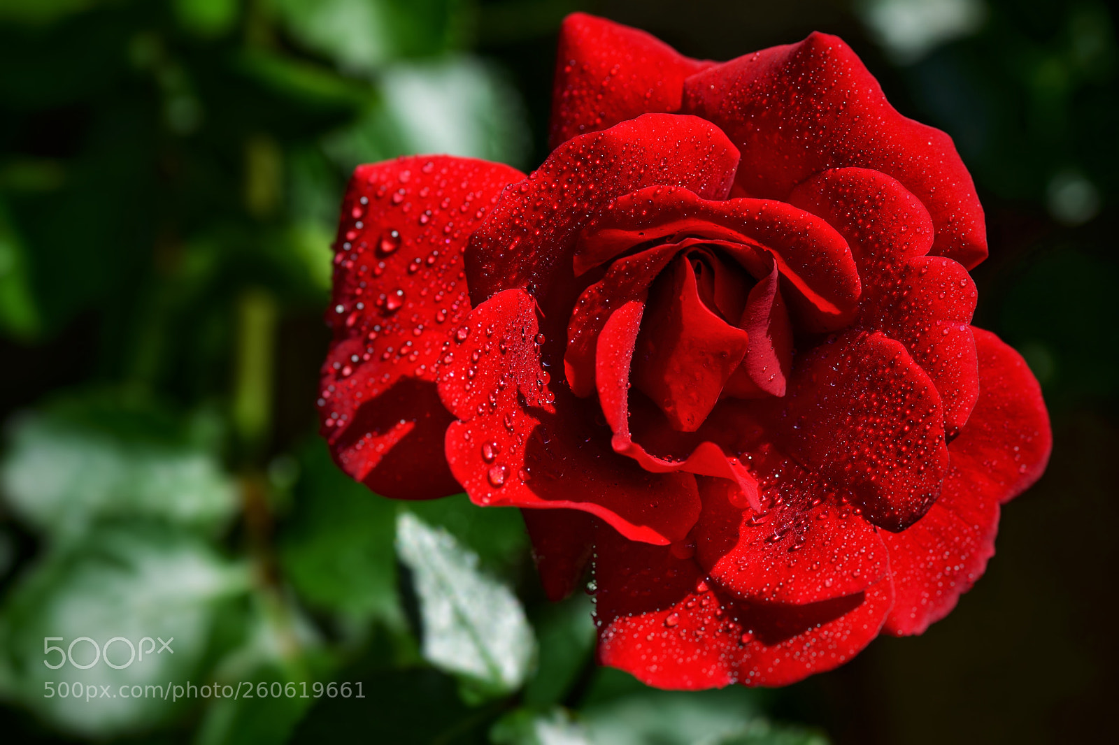 Nikon D5300 sample photo. Rose photography