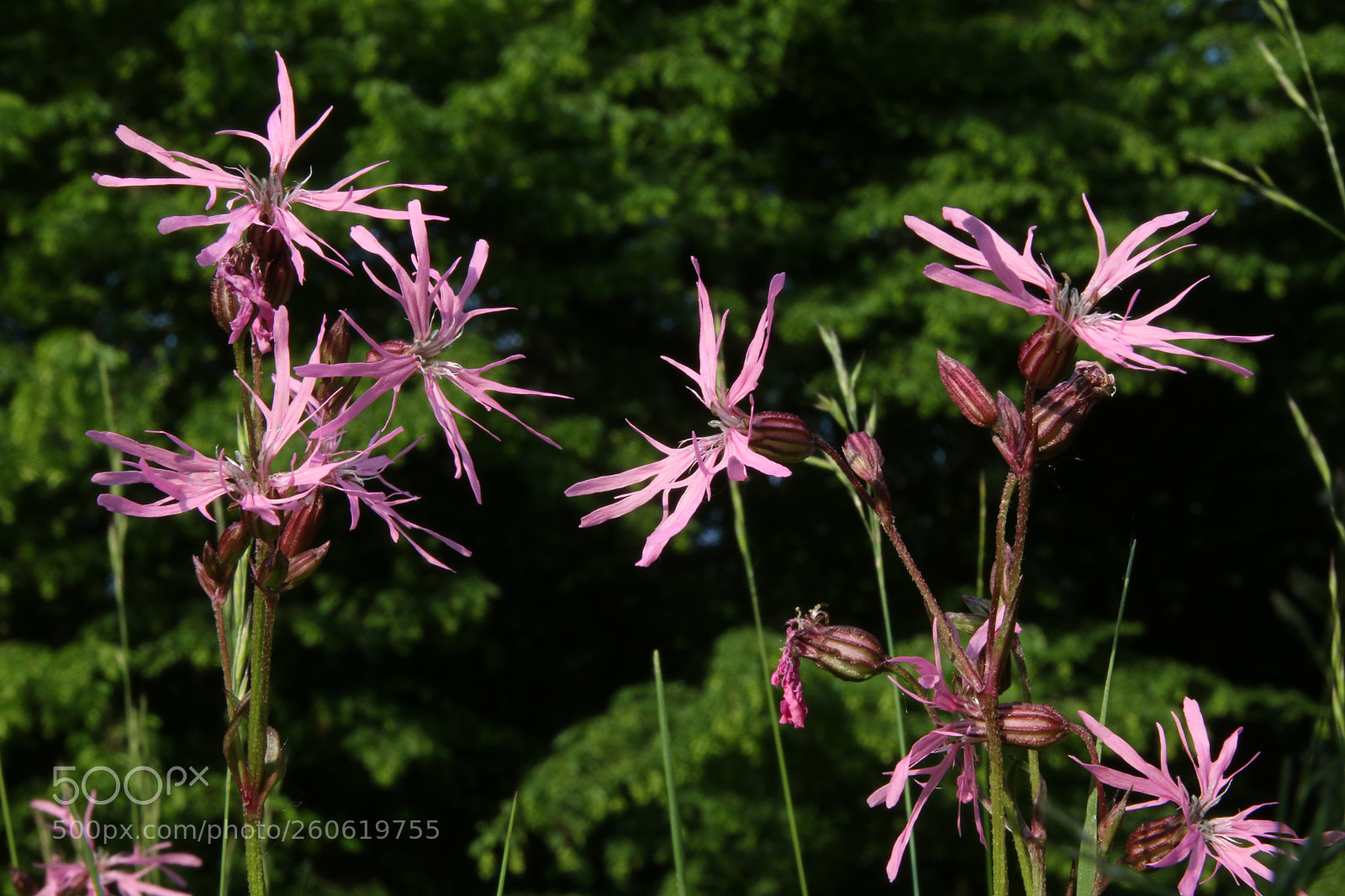 Canon EOS 70D sample photo. Fleurs des champs! photography