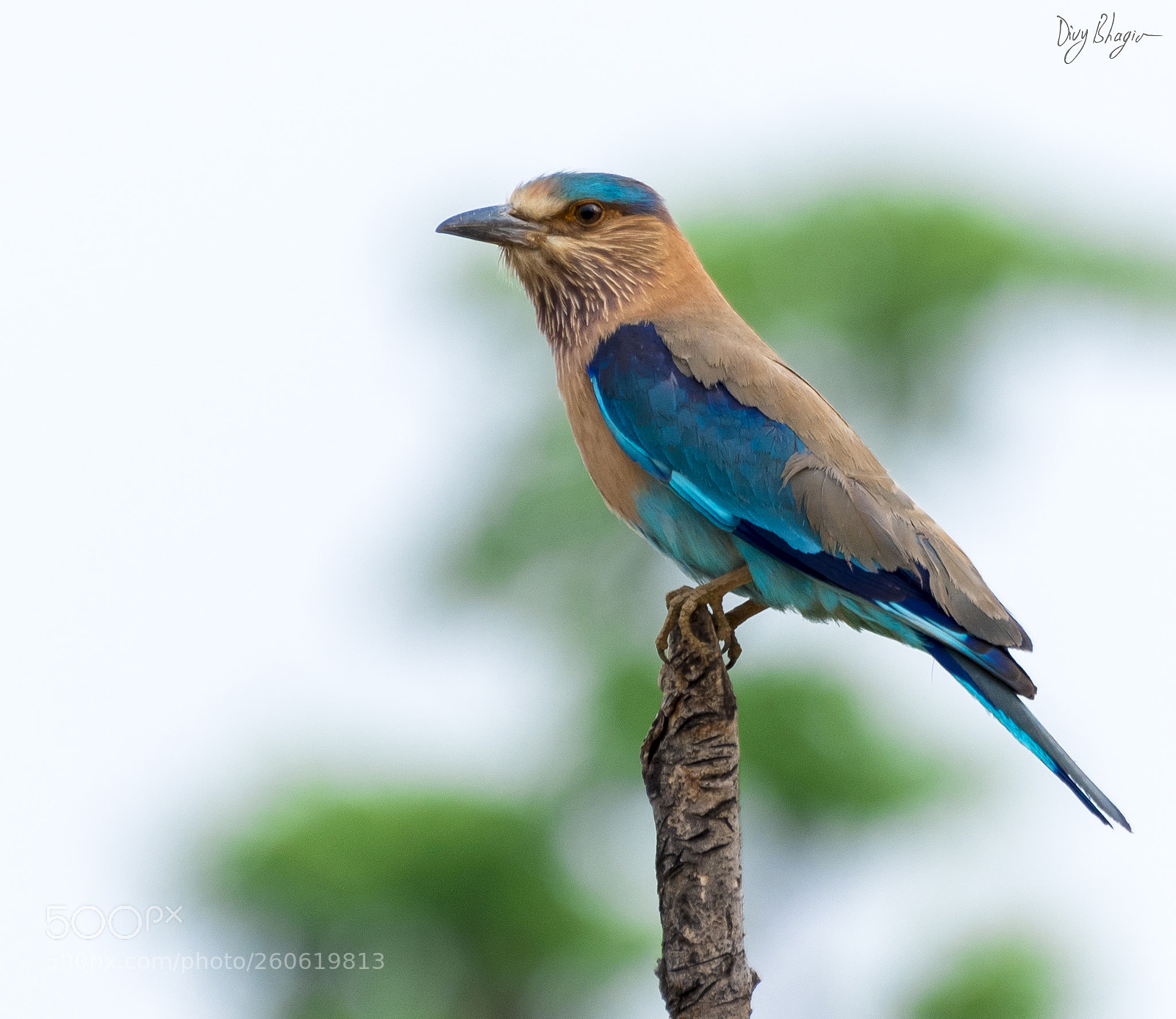 Nikon D500 sample photo. Indian roller (coracias benghalensis) photography