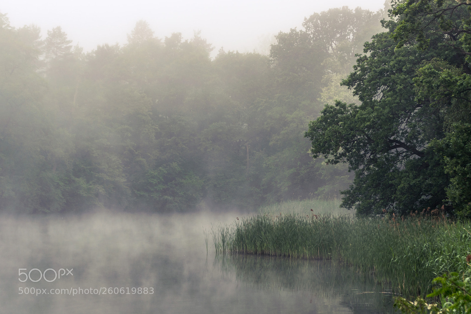 Nikon D3300 sample photo. Foggy morning photography