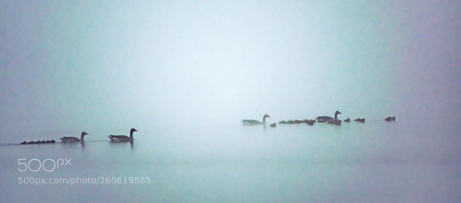 Nikon D3300 sample photo. Duck family in the photography