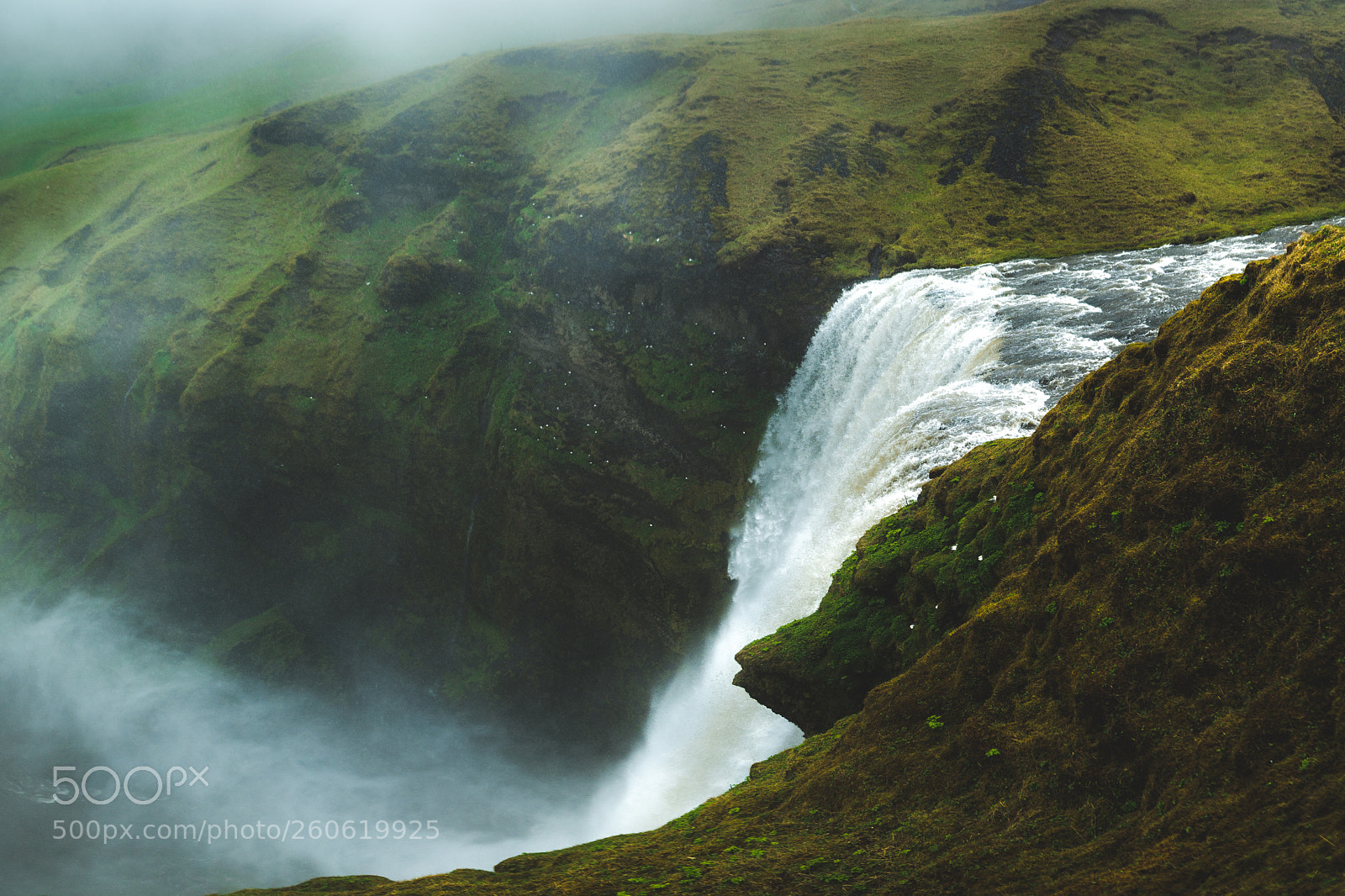 Nikon D610 sample photo. Surrounded by green moss photography