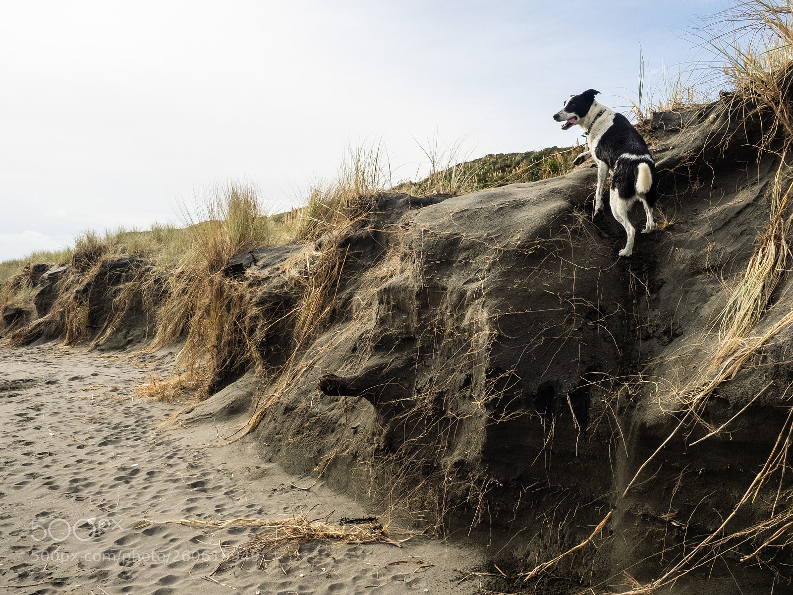 Olympus OM-D E-M1 sample photo. Ngarunui beach, raglan, waikato photography