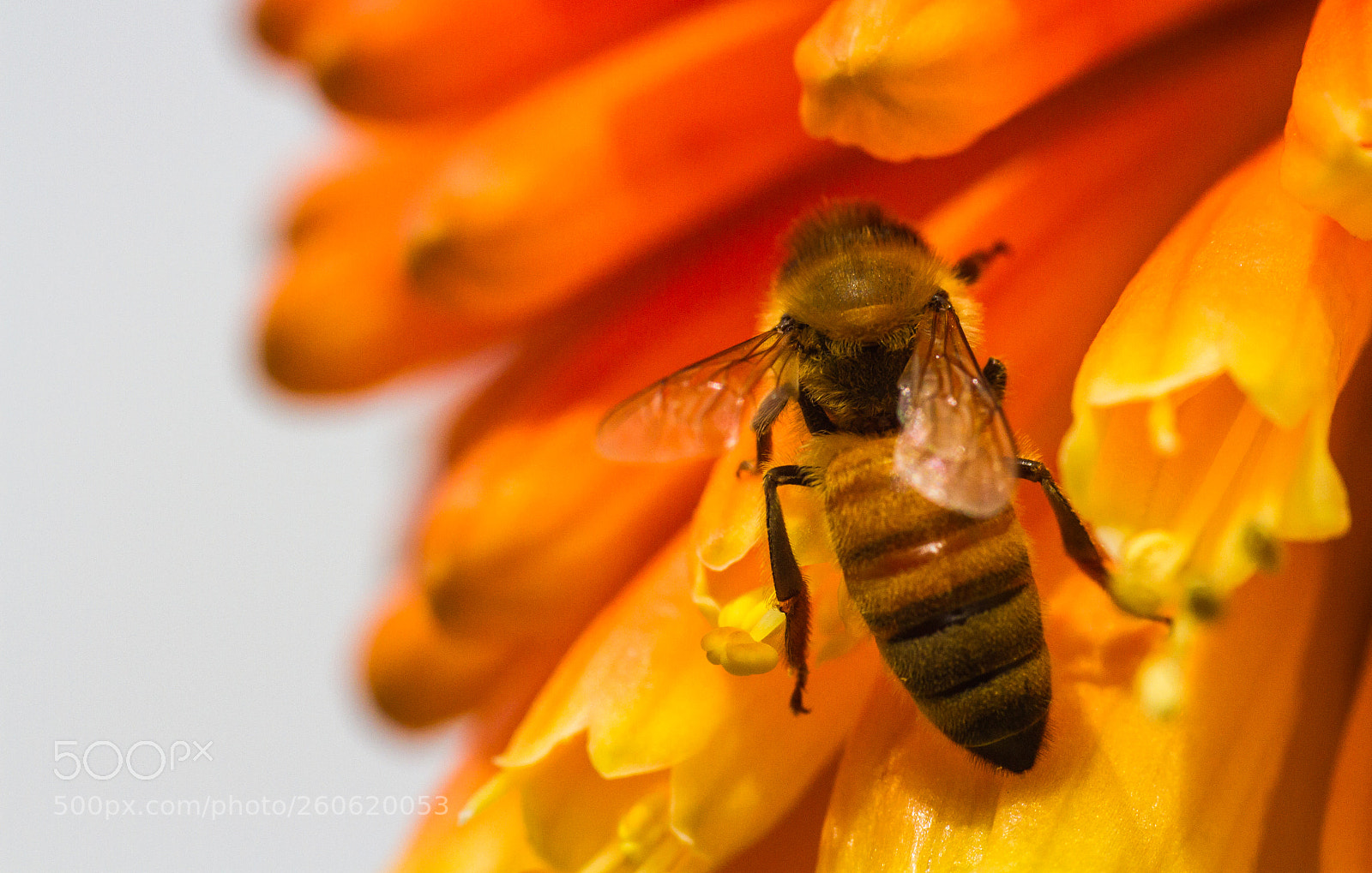 Canon EOS 7D sample photo. Bee on flower photography