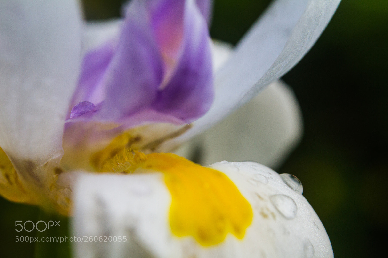 Canon EOS 7D sample photo. Dietes flower photography