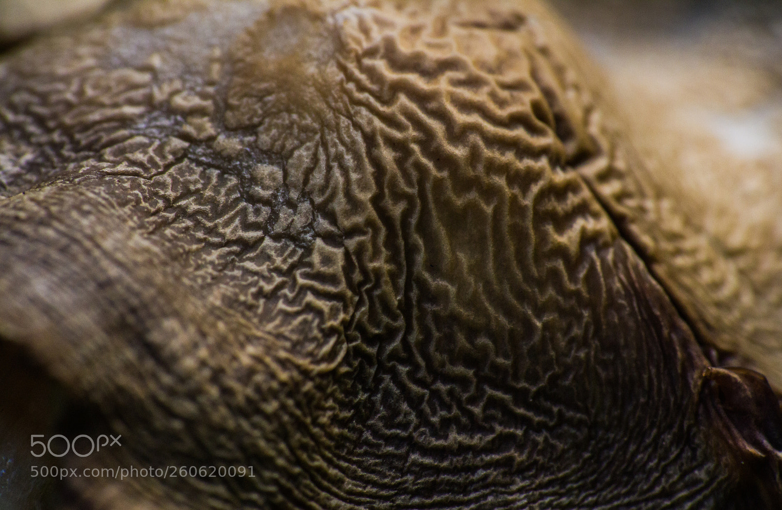 Canon EOS 7D sample photo. Toadstool closeup photography