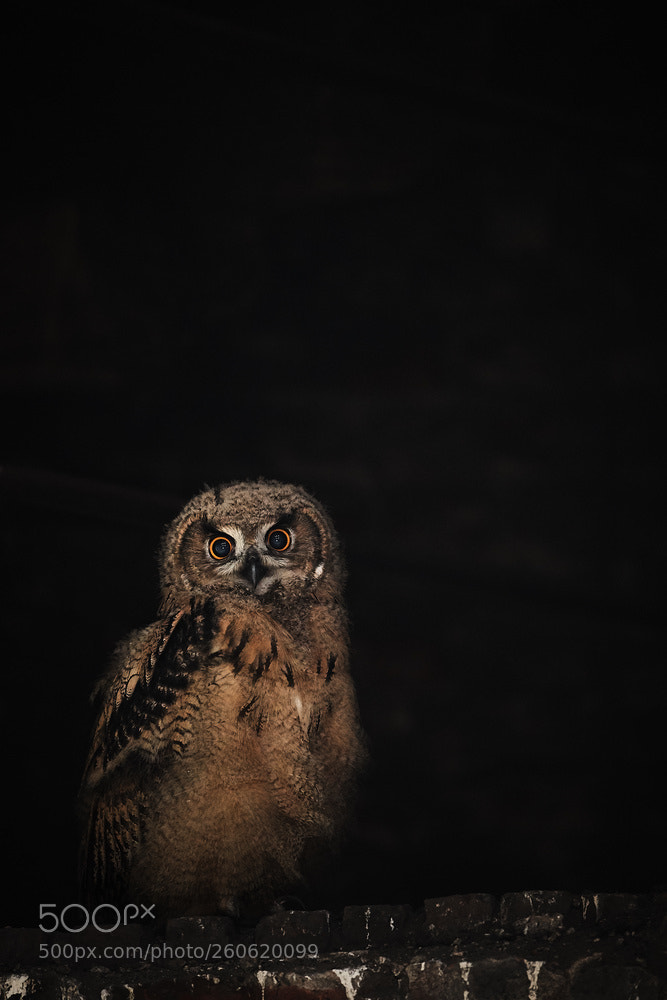 Nikon D5 sample photo. Young eagle owl photography