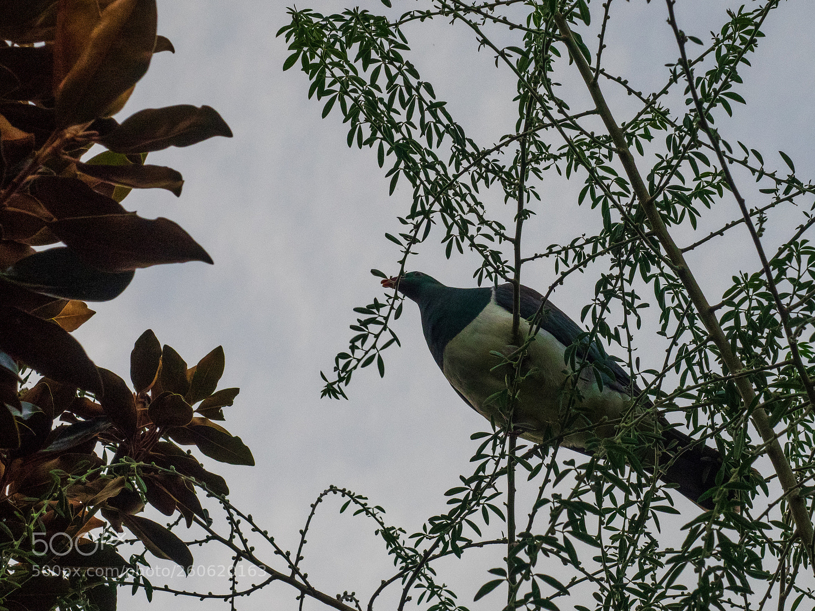 Olympus OM-D E-M1 sample photo. Kereru, pirongia, waikato, new photography