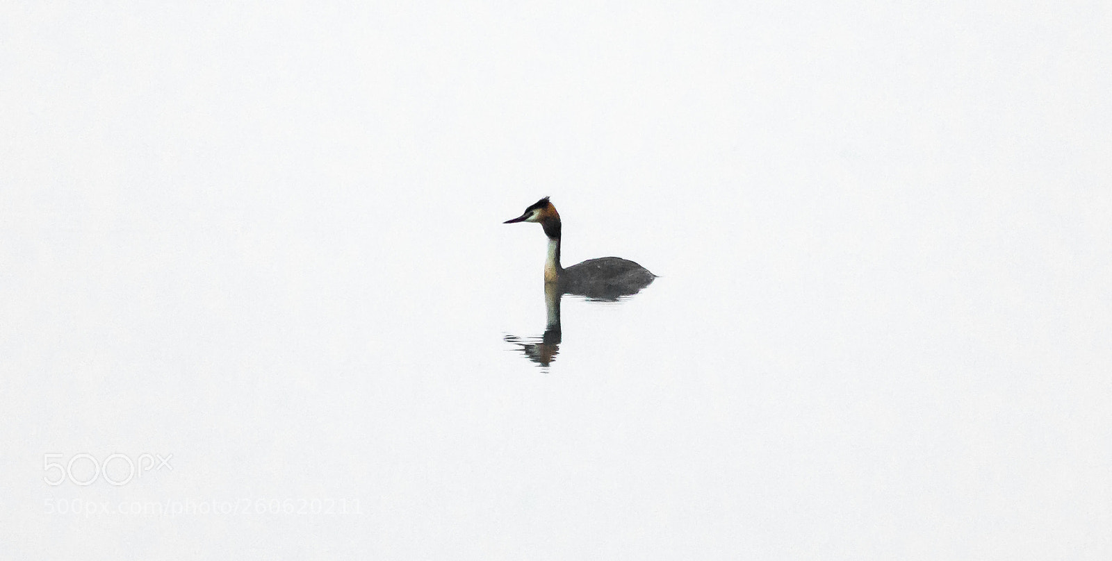 Nikon D3300 sample photo. Great crested grebe swimming photography
